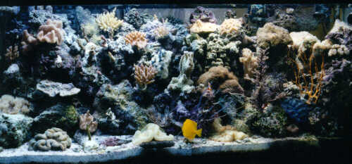 Reef Pic