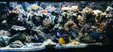 Reef Pic