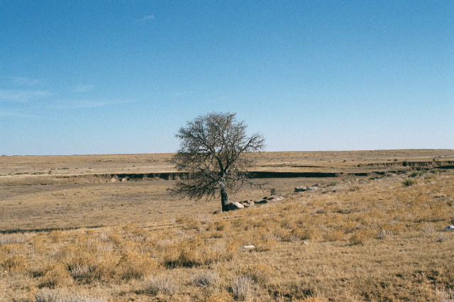 NM Tree & Sky