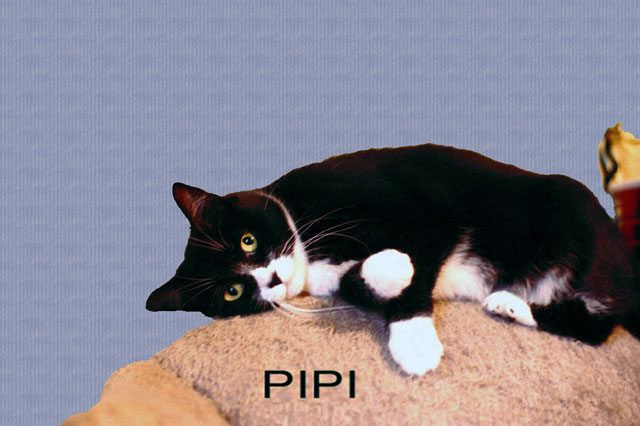 Kitty Pipi