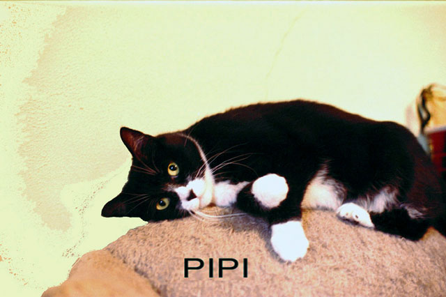 pipi