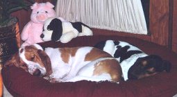 Photo of Honey napping with friends
