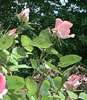 Gathering Rosebuds